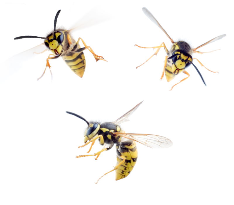 guepes Canton de Fribourg piqure insectes