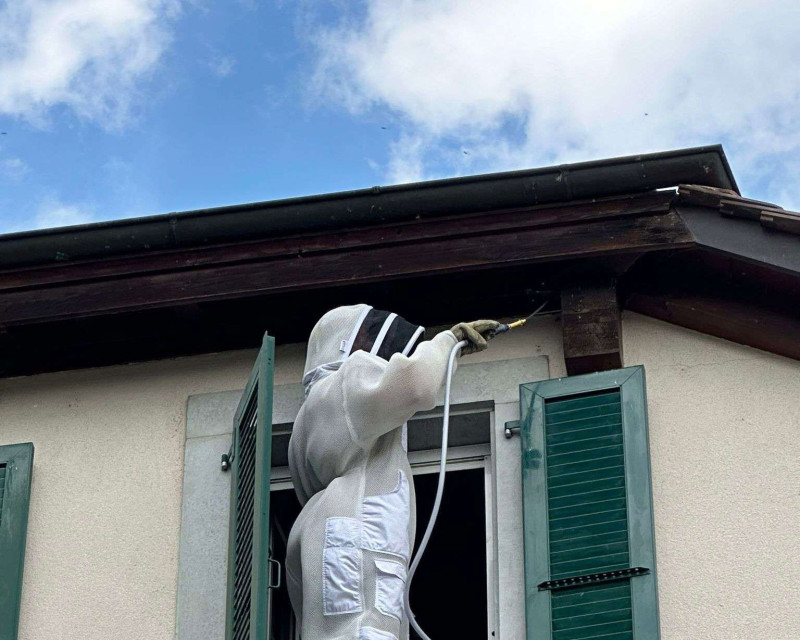 Enlever un nid de guêpes à Canton de Fribourg