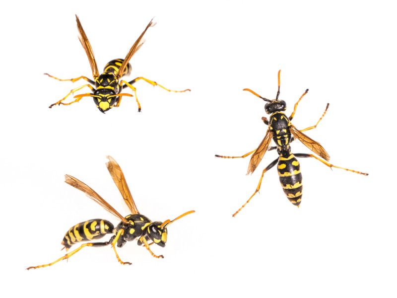 guepes polistes suisse piqure Canton de Fribourg